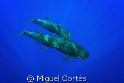 Pilot whales family. by Miguel Cortés 